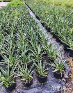 高度30厘米金边凤尾兰