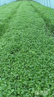 高度15厘米美女樱