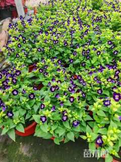 高度15厘米夏堇