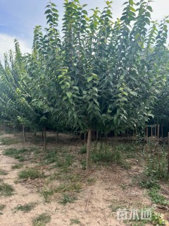 高度200厘米蜡梅