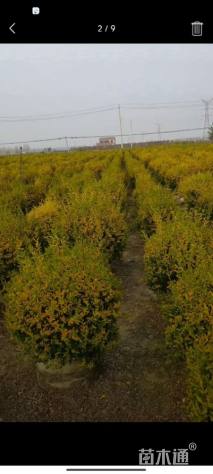 冠幅160厘米金森女贞球