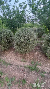 冠幅120厘米金边黄杨球