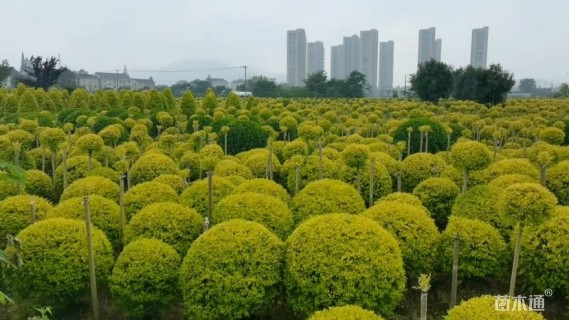 冠幅100厘米亮晶女贞球