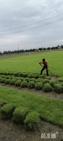 草块状中华结缕草