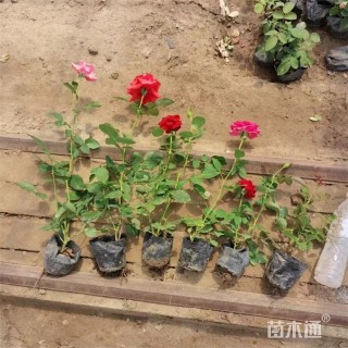 高度20厘米多色月季花 大花月季
