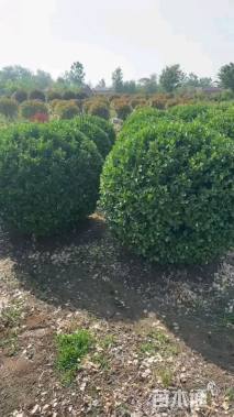 冠幅150厘米卫矛球