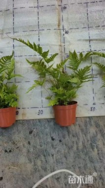 高度20厘米彩虹蕨