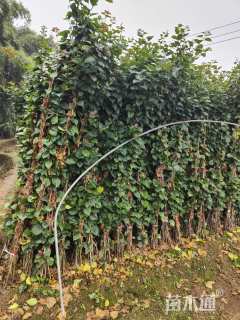 高度200厘米三角梅藤条