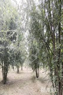 8公分(7杆)丛生榔榆