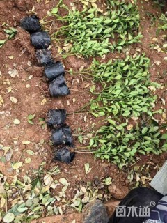 高度30厘米大叶黄杨