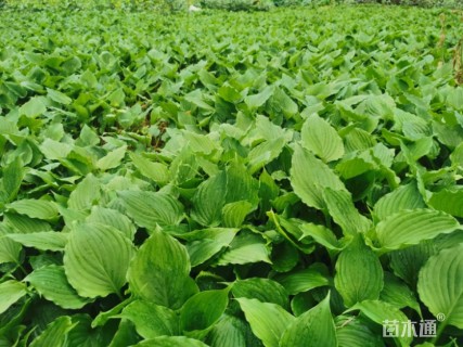 高度15厘米紫花玉簪