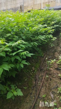 高度40厘米鸡脚连