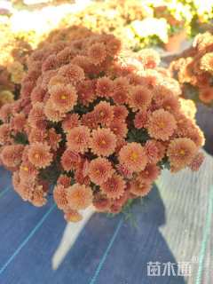 高度20厘米球菊