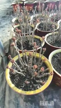 高度30厘米牡丹