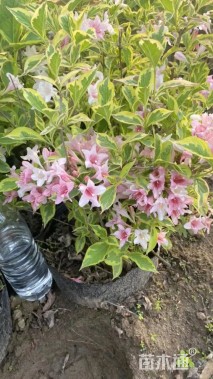 高度30厘米花叶锦带