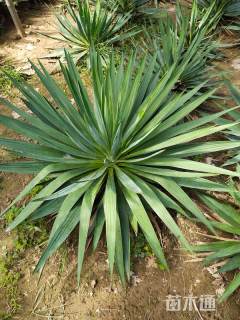 高度30厘米剑麻