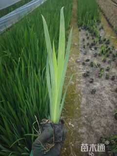 高度50厘米黄菖蒲