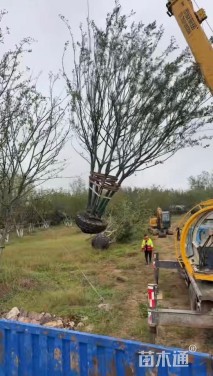 15公分(5杆)丛生朴树