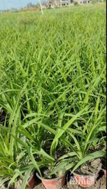 高度20厘米大花萱草