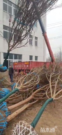 高度250厘米红花紫薇