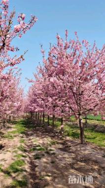 12公分红粉佳人樱