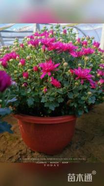 高度30厘米菊花