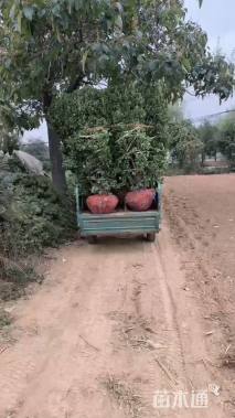 冠幅120厘米大叶黄杨球