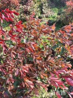 0.1公分红叶石楠