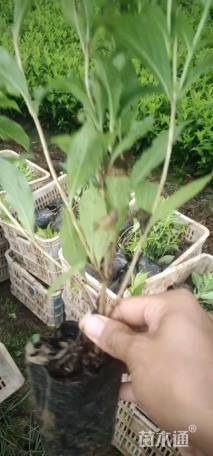 高度50厘米红王子锦带