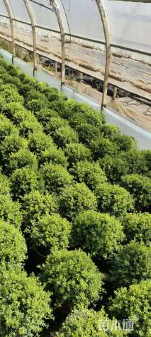 高度25厘米金雀花