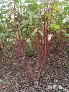 高度100厘米红瑞木