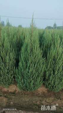 高度150厘米刺柏