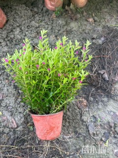 高度25厘米满天星