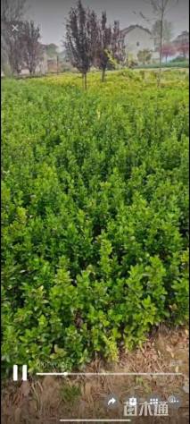 高度30厘米卫矛