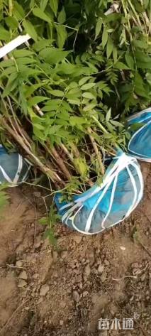 高度120厘米华北珍珠梅