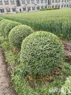 冠幅150厘米银姬小蜡球