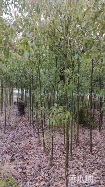 高度300厘米香樟小苗