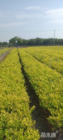 高度40厘米金森女贞