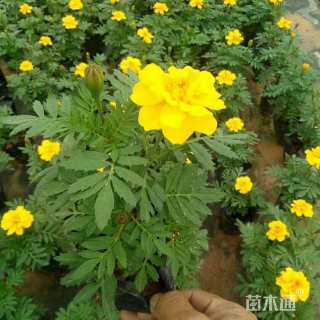 高度20厘米凤仙花