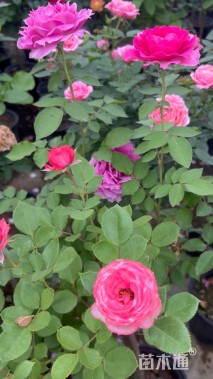 高度80厘米月季