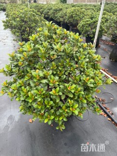 高度50厘米厚叶石斑木