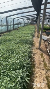 高度16厘米墨西哥鼠尾草