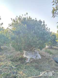 冠幅300厘米杨梅球