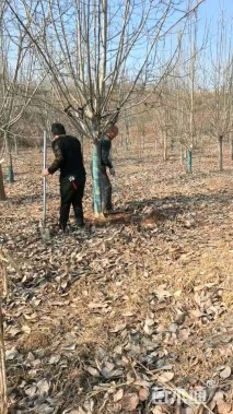 15公分二乔玉兰