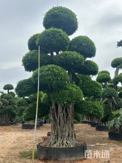 60公分造型小叶榕