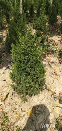 高度100厘米蜀桧