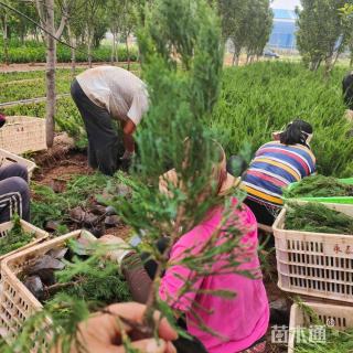 高度120厘米龙柏小苗