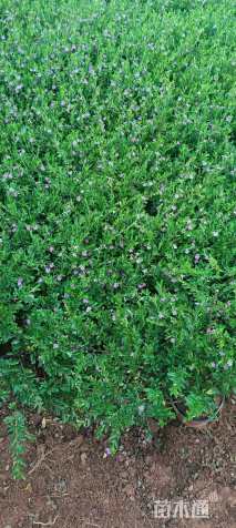 高度25厘米满天星