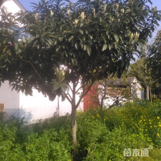 枇杷