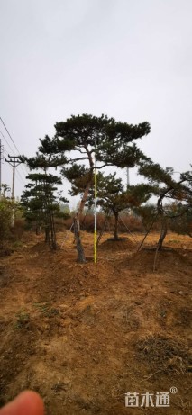 15公分泰山松